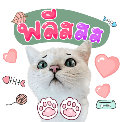 คิมบับครับผม