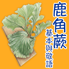 大人のビカクシダ台湾華語（繁体字）