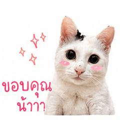 numcha house cat