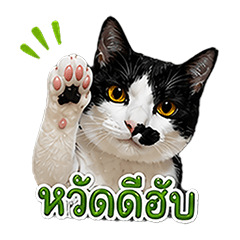 P'Mhee fat cat 1