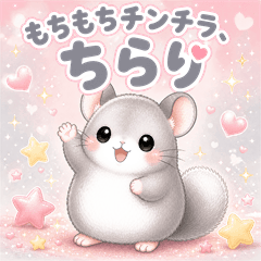 もちもちチンチラ「ちらり」