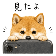 だるかわ柴犬の既読スルー編