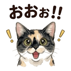 三毛猫ポーのゆるっとリアクションスタンプ