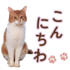 毎日使える♡大人かわいい猫の敬語