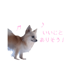白チワワのつぶやき