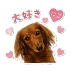 チワックスのにこちゃん