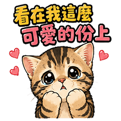 ツンデレなキジトラ猫ミウ Part.2