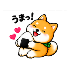 柴犬とハッピーな毎日
