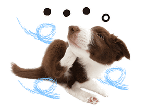 THE DOG sticker #11657842