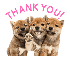 THE DOG sticker #11657848