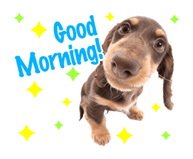 THE DOG sticker #11657854