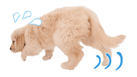 THE DOG sticker #11657862