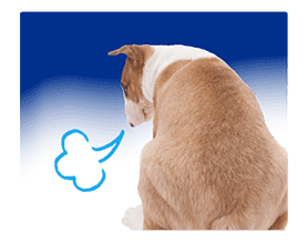 THE DOG sticker #11657868