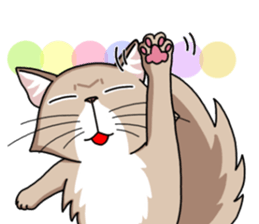 The Somali cat "MAX" sticker #69056