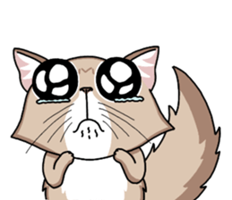 The Somali cat "MAX" sticker #69062