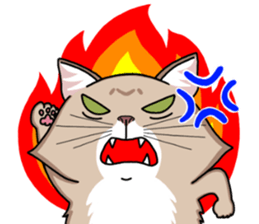 The Somali cat "MAX" sticker #69079