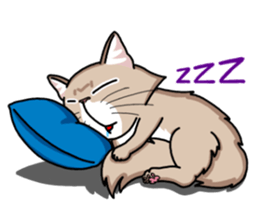 The Somali cat "MAX" sticker #69081