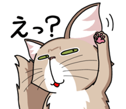 The Somali cat "MAX" sticker #69082