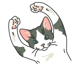 NO CAT NO LIFE Satowo cat stamp sticker #76534