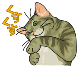 NO CAT NO LIFE Satowo cat stamp sticker #76537