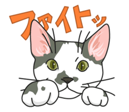 NO CAT NO LIFE Satowo cat stamp sticker #76539