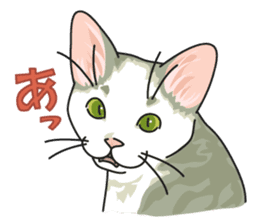 NO CAT NO LIFE Satowo cat stamp sticker #76546