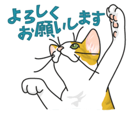 NO CAT NO LIFE Satowo cat stamp sticker #76547