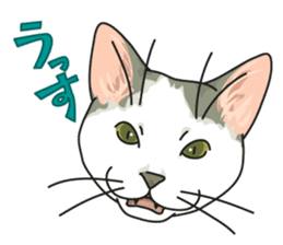 NO CAT NO LIFE Satowo cat stamp sticker #76557