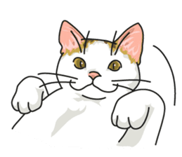 NO CAT NO LIFE Satowo cat stamp sticker #76560