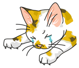 NO CAT NO LIFE Satowo cat stamp sticker #76564