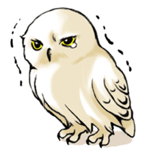 Wonder Baggao sticker #87208