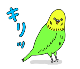 Parakeet! sticker #87248