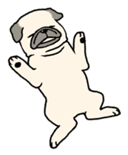 Kurukuru Pug sticker #88611