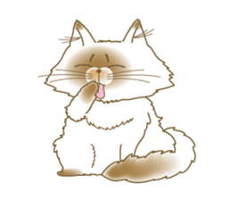 Himalayan cat Himao sticker #90152