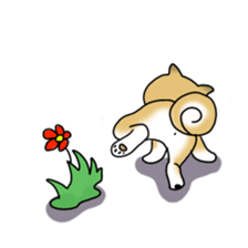 A Japanese dog, Maru sticker #91459