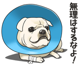 snub nosed dogs love! sticker #95048