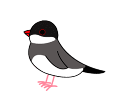Java sparrows sticker #101240