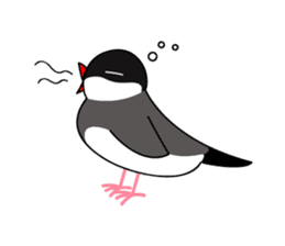 Java sparrows sticker #101253