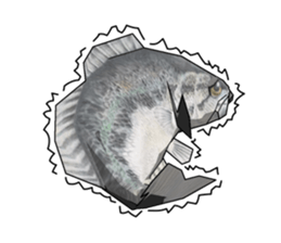 Blackbass sticker #109128