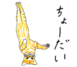brown tabby cat koto-chan sticker #131153