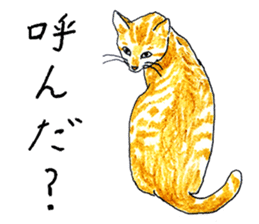 brown tabby cat koto-chan sticker #131155