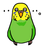 Coby and Jolly budgies sticker #135634