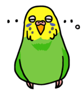 Coby and Jolly budgies sticker #135634