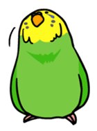 Coby and Jolly budgies sticker #135637