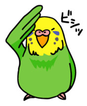 Coby and Jolly budgies sticker #135638
