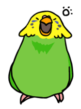 Coby and Jolly budgies sticker #135642