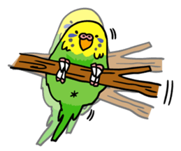 Coby and Jolly budgies sticker #135643