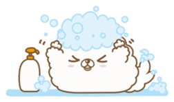 THE BOY POMERANIAN -POMETA- sticker #136363