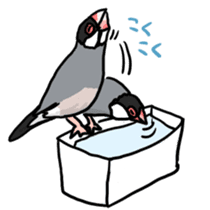 Java sparrow Chappy sticker #151444