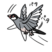 Java sparrow Chappy sticker #151447